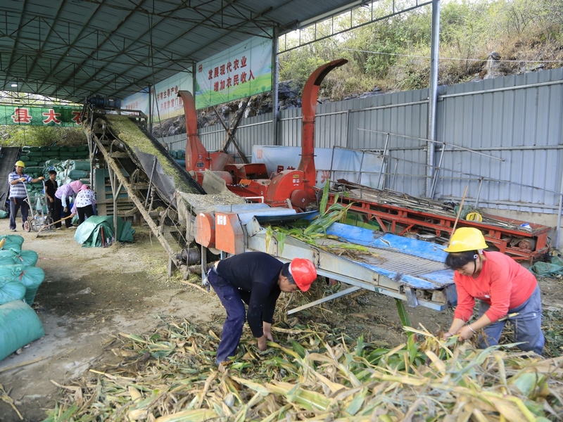 每天10余名村民在现场加班加点劳作，忙着收购、加工、销售牧草 修文县融媒体中心姜继恒 摄