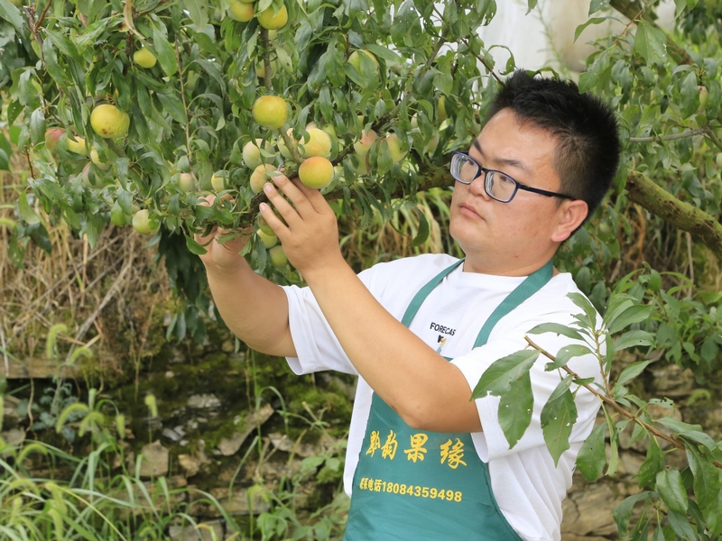 往年，晚香脆李亩产量在2500斤至3000斤之间，批发价每斤15元左右 修文县融媒体中心李宇 摄