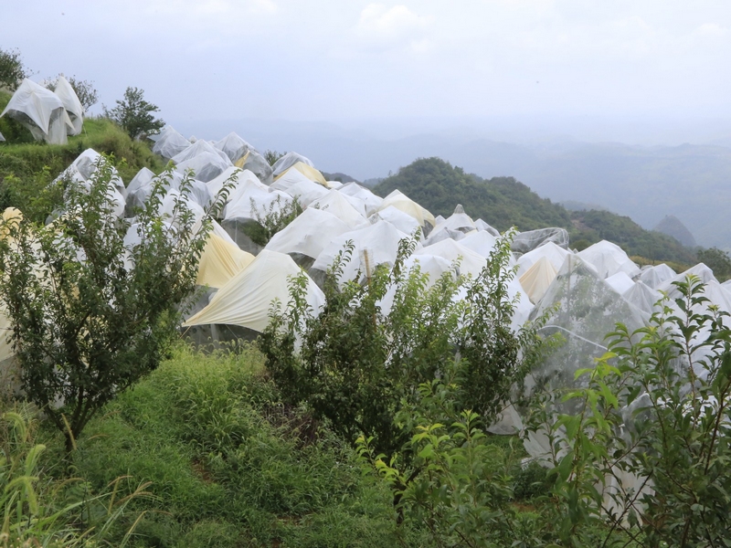 透光、透气的多功能防控网，既可以防冰雹、防霜冻，又可以防虫，提升晚香脆李品质。 修文县融媒体中心姜继恒 摄