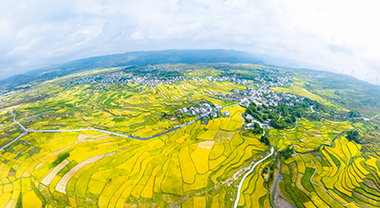  High slope terraces: rice fragrance and picturesque scenery