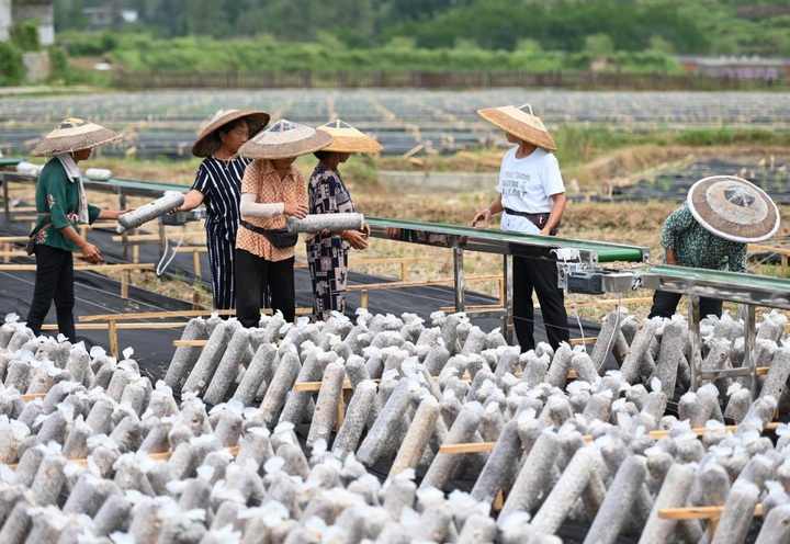 村民摆放菌棒。