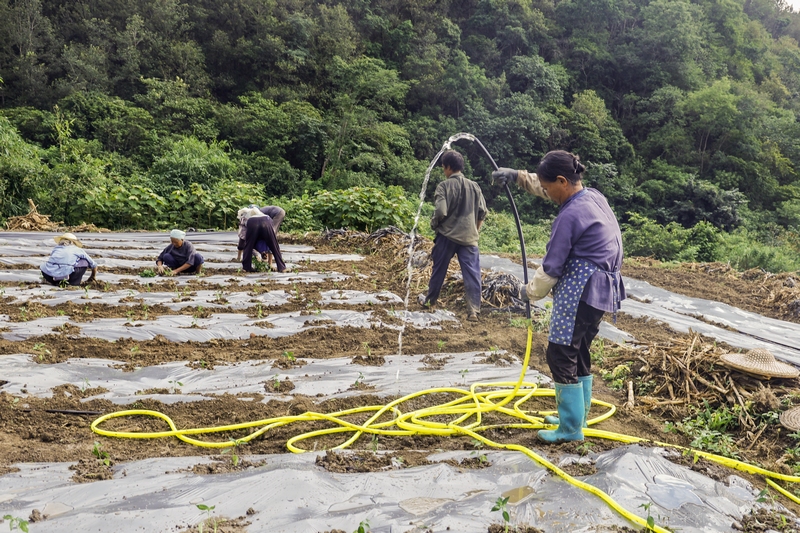 村民在给刚移栽的辣椒浇水