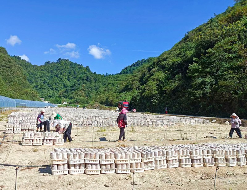 圖為：村民搬運木耳菌種