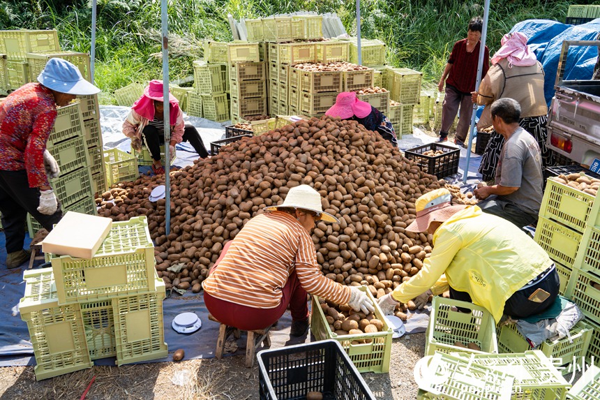 猕猴桃已装箱，即将发往全国各地。人民网 阳茜摄