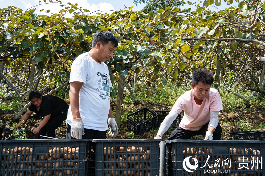 猕猴桃已装箱，即将发往全国各地。人民网 阳茜摄