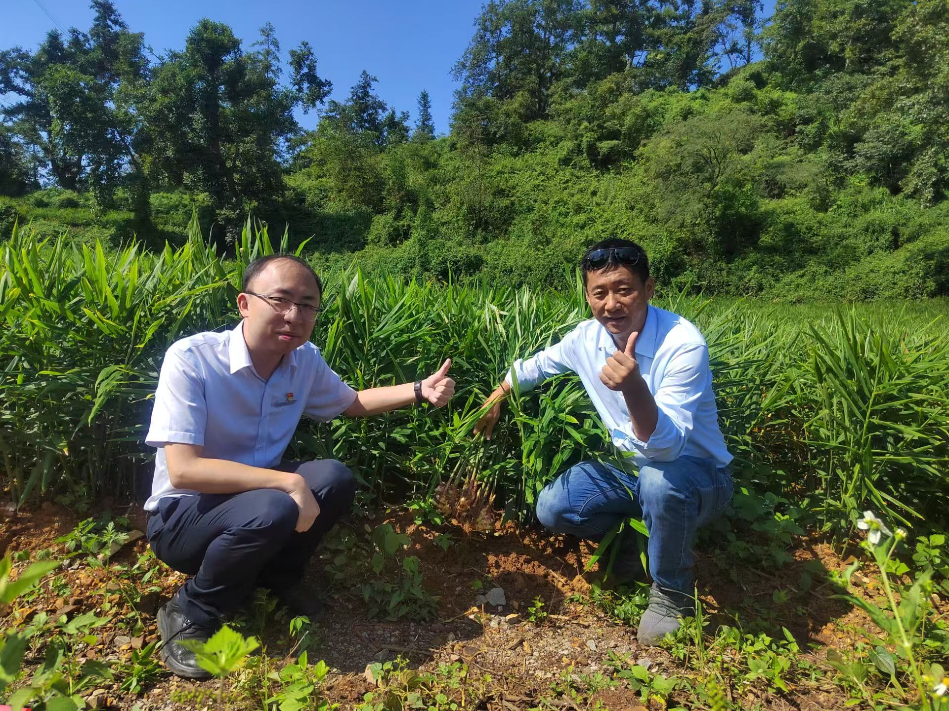 工行興義萬峰支行支持的生姜種植基地。