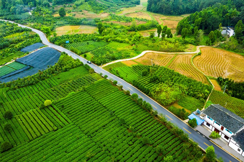 湄潭县湄潭27°茶海路，荣获2020年度全国“十大最美农村路”。图片由贵州省公路局提供