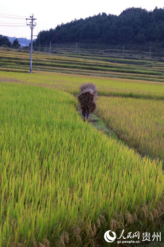 村民辛勤劳作中。人民网 潘佳倩摄