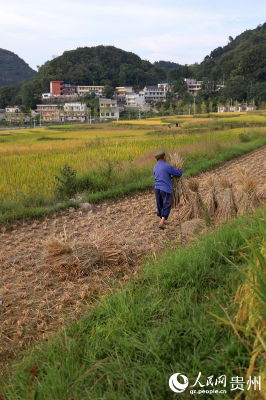 村民正在困扎稻草。人民网 潘佳倩摄