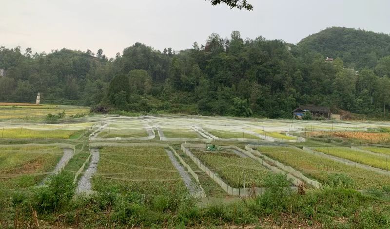 桂林村“稻+蛙”种养基地