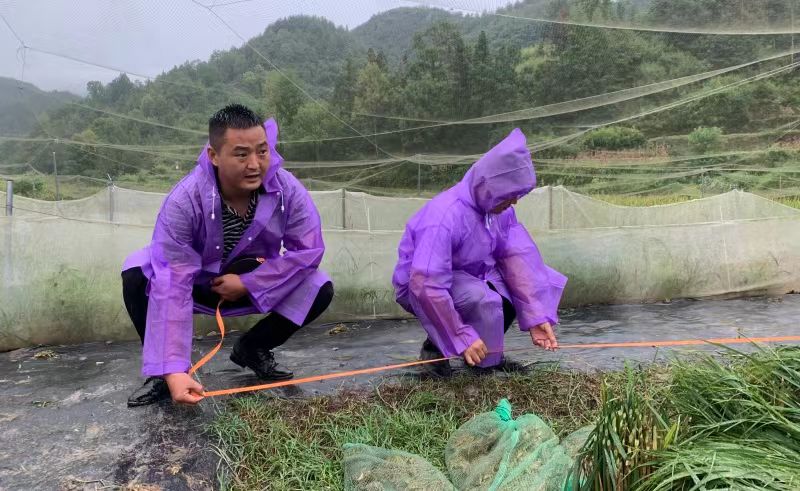 专家组忙着测量稻田面积、水稻株高、穗长和粒数