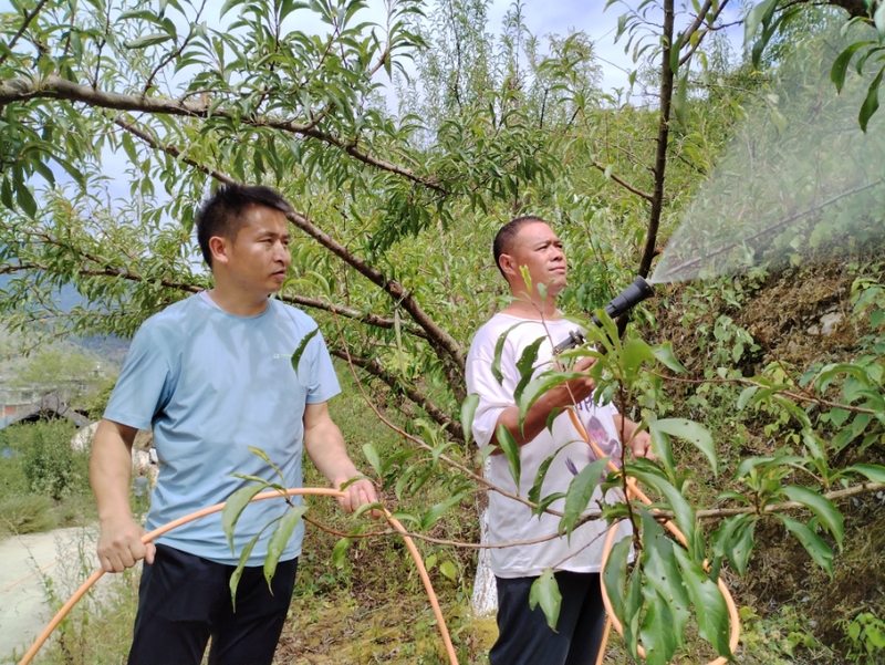 给蜂糖李浇水