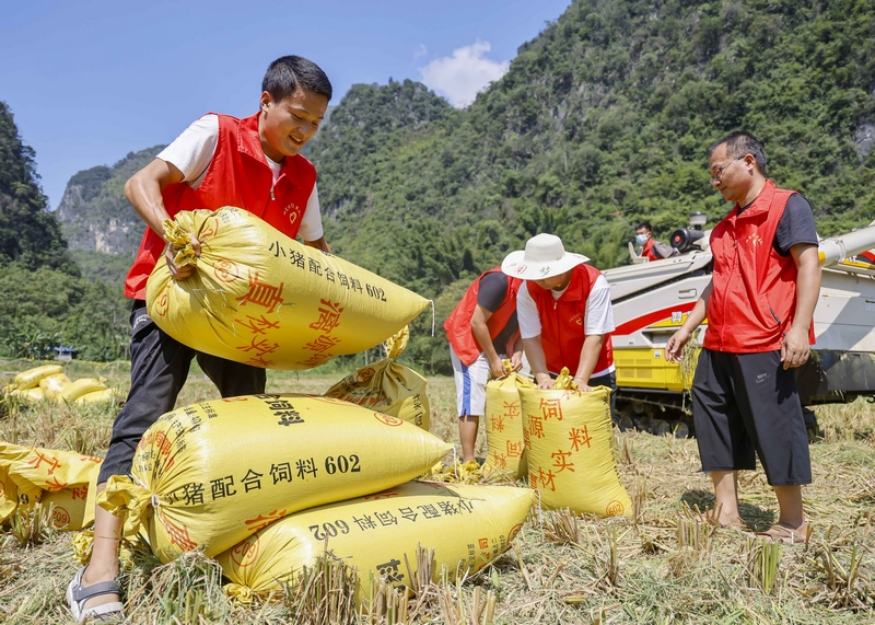 帮助群众抢收水稻