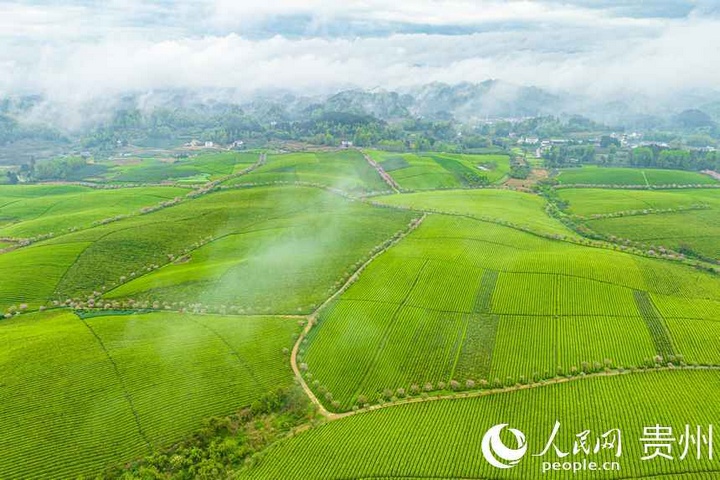 湄潭万亩茶海。人民网 阳茜摄