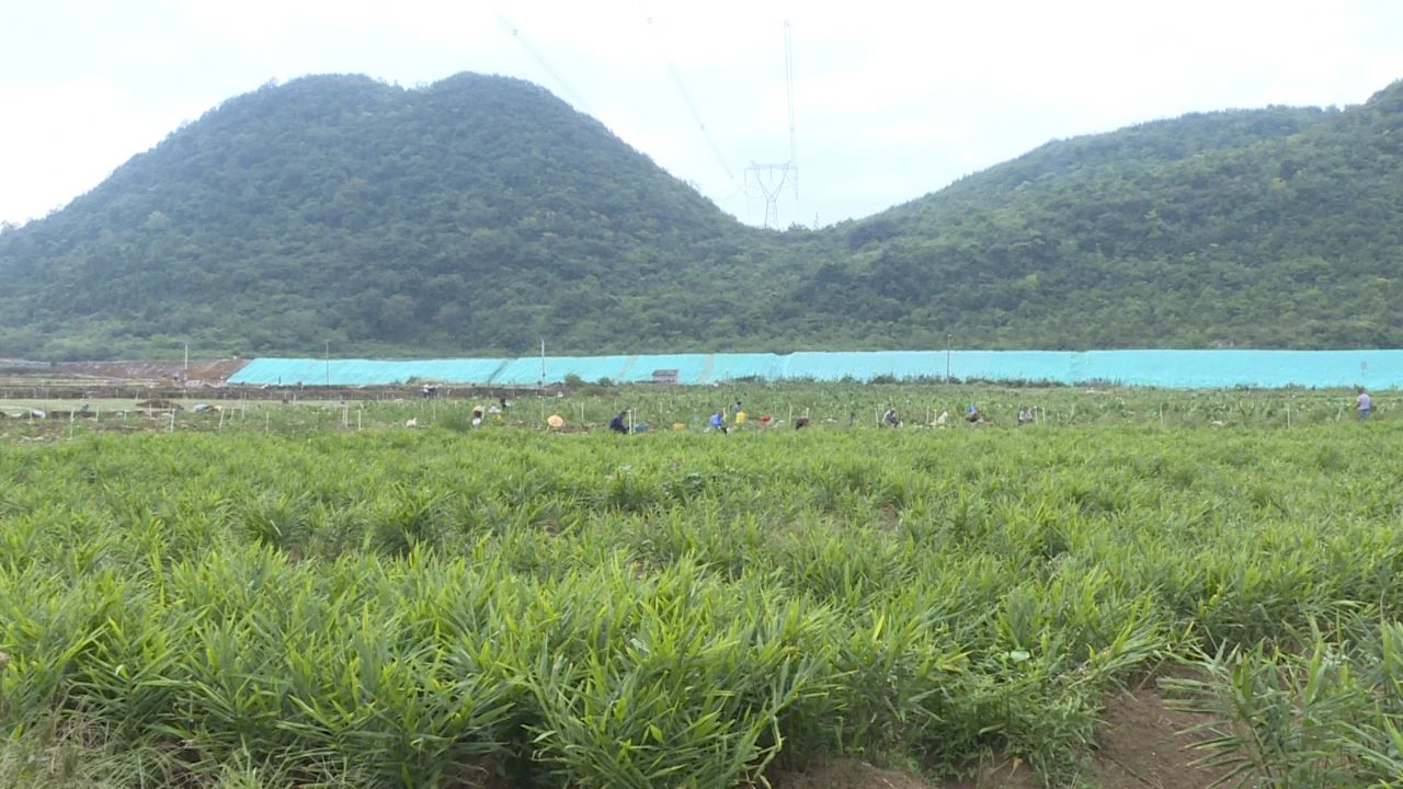 生姜种植基地。