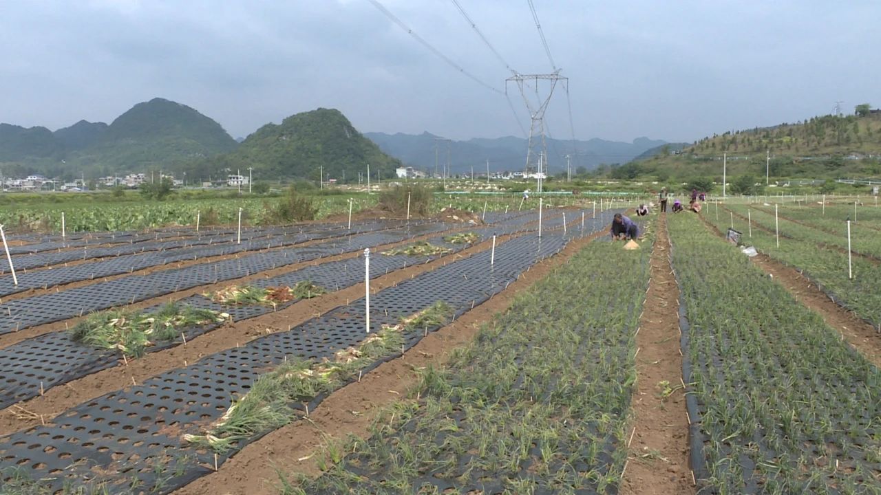 香葱种植基地。