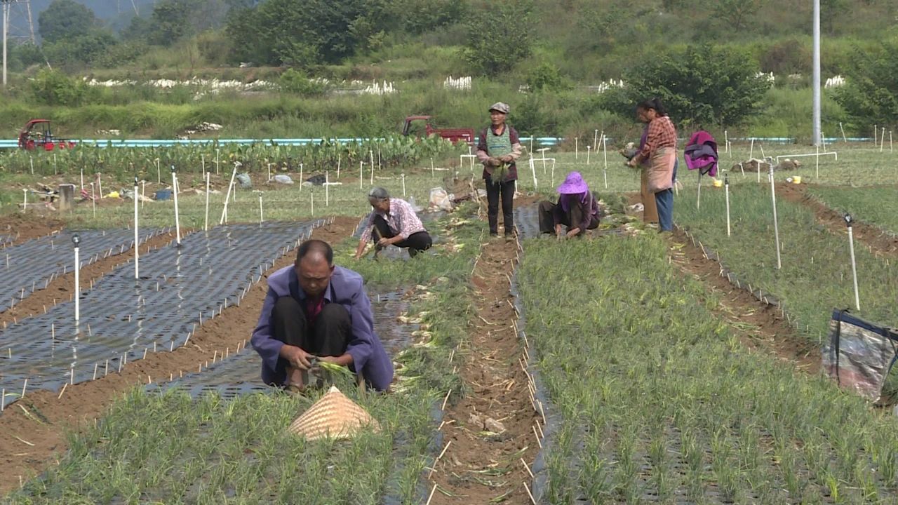 村民正在栽种香葱。