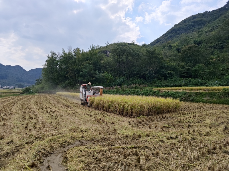 机械化高效收割 助力水稻“颗粒归仓”