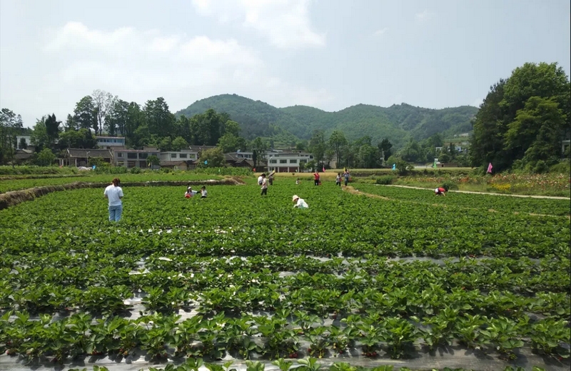 3 圖為瓮安縣玉山鎮白花村種植基地。