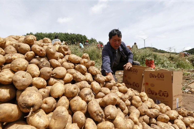 颗颗个头匀称、饱满的马铃薯摆满了田间地垄。受访者供图 