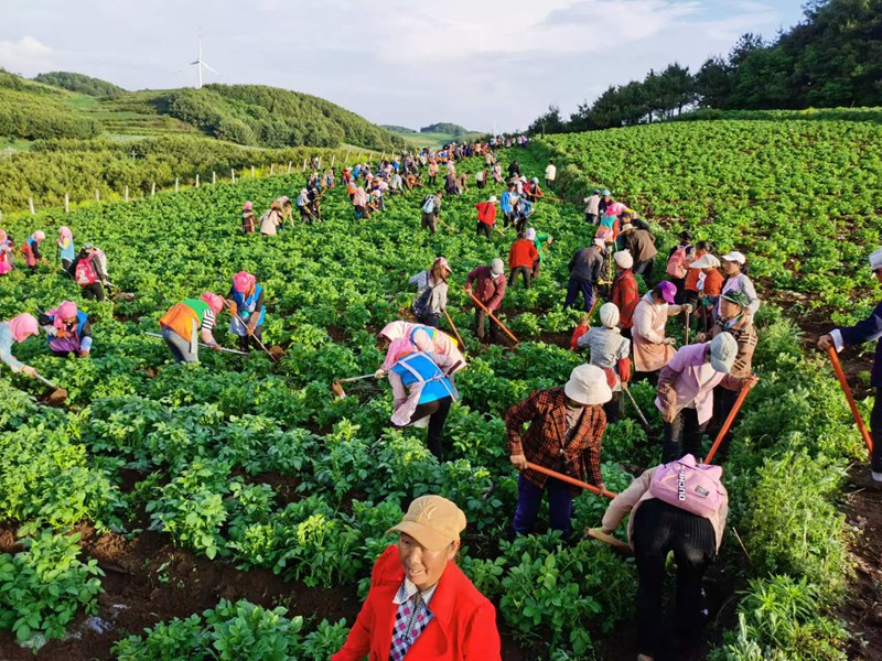 雪山镇12万亩马铃薯迎来采收高峰，基地里一派繁忙景象。受访者供图