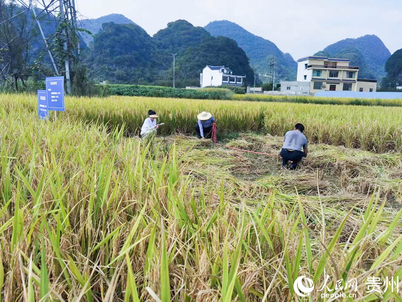 测量土地面积。人民网记者 王秀芳摄