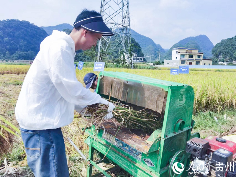 现场脱粒。人民网记者 王秀芳摄