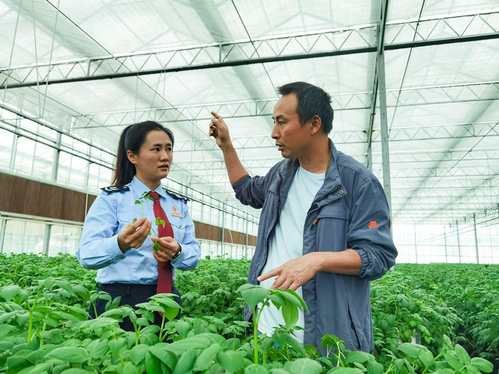 图为税务干部在企业了解土豆种子的生产情况。童霖摄