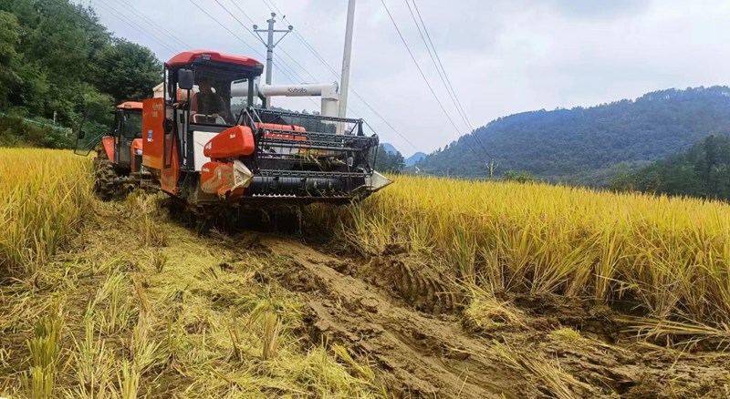 圖為：收割機收割水稻。