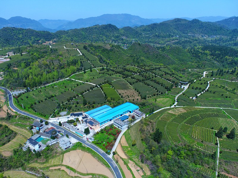 图为工行贵州铜仁分行支持的绿色产业基地