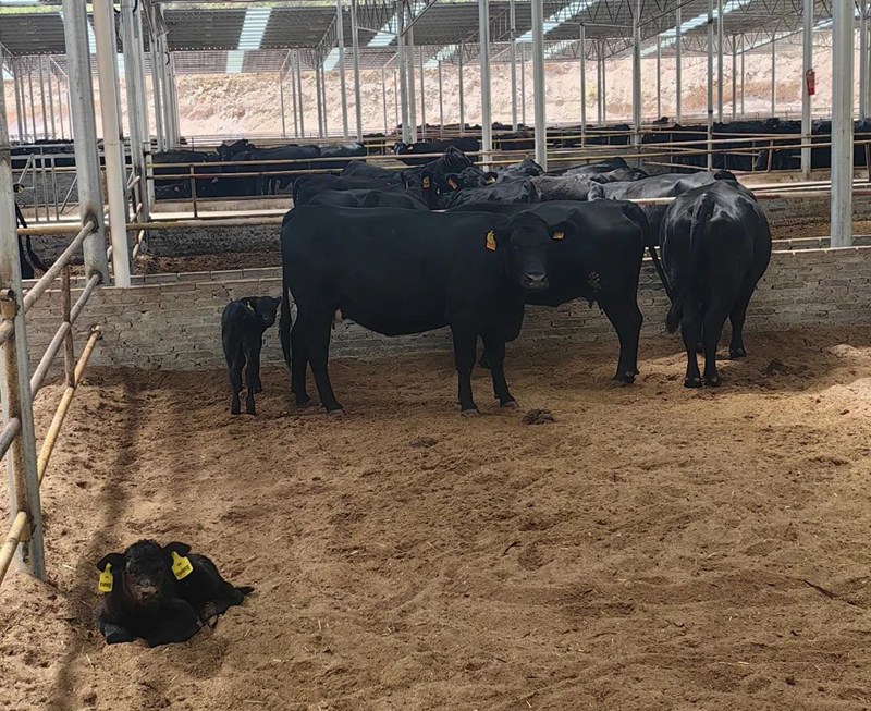 肉牛养殖产业。