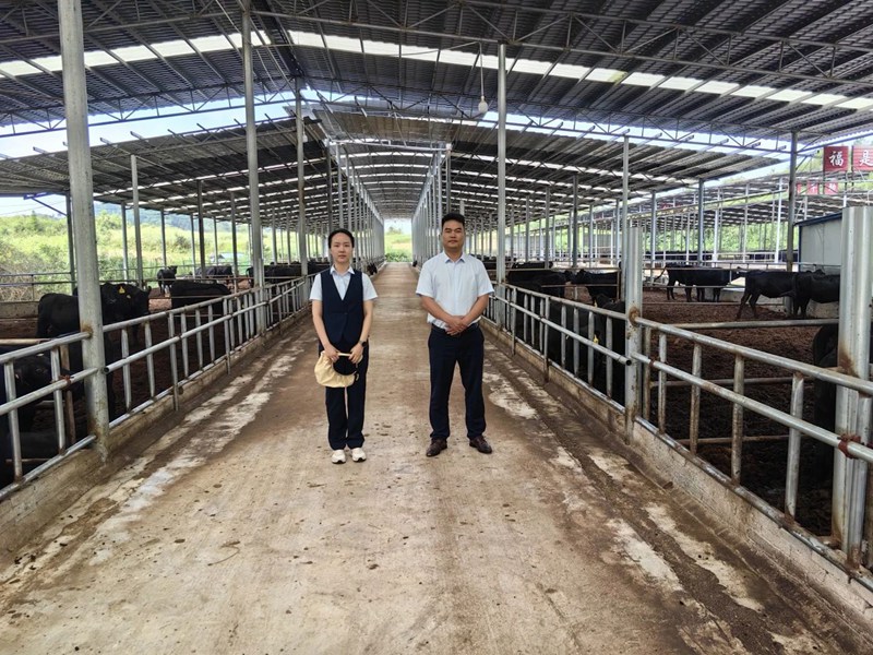 肉牛养殖产业基地。