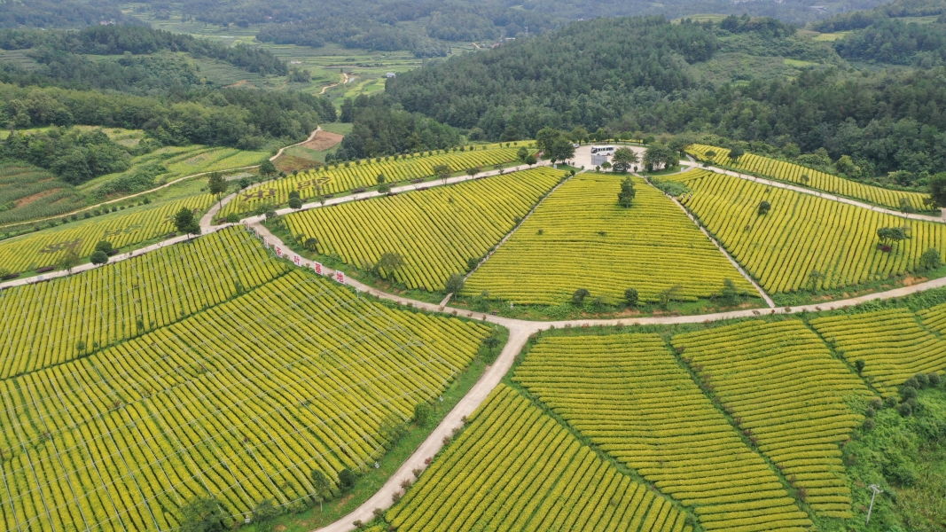 圖為貴州黃紅纓茶業有限公司黃金芽基地。尚春燕攝