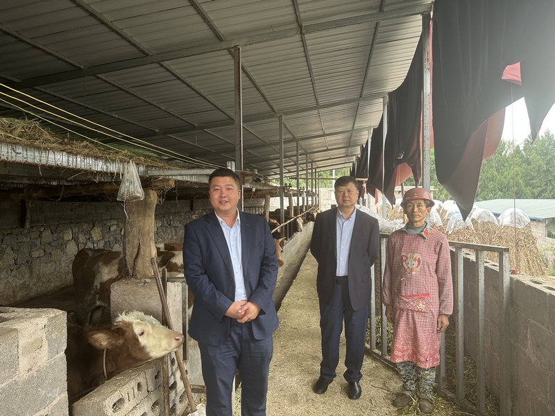 图为工行兴义安龙支行实地查看肉牛养殖场 。