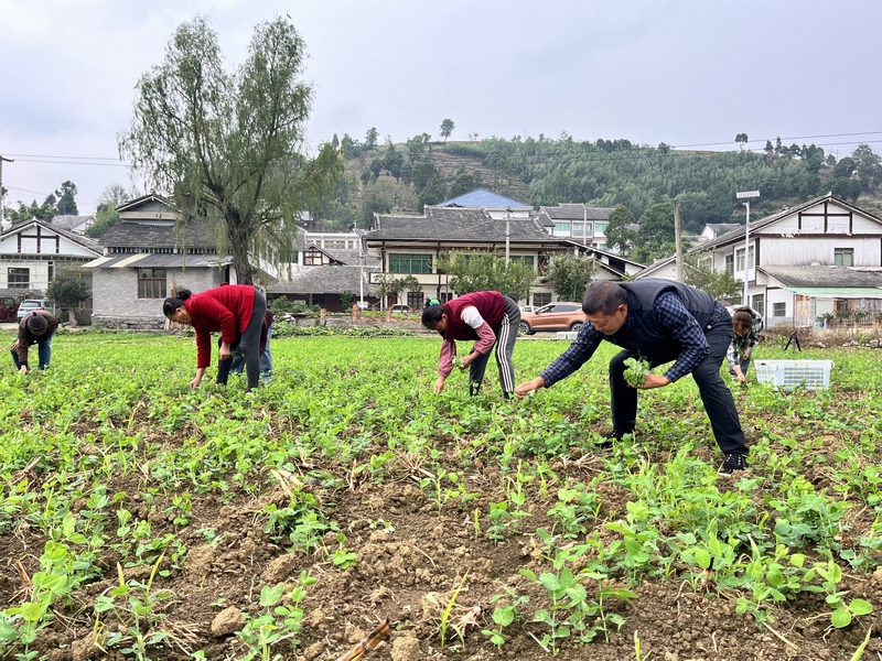村民正在採摘豌豆尖