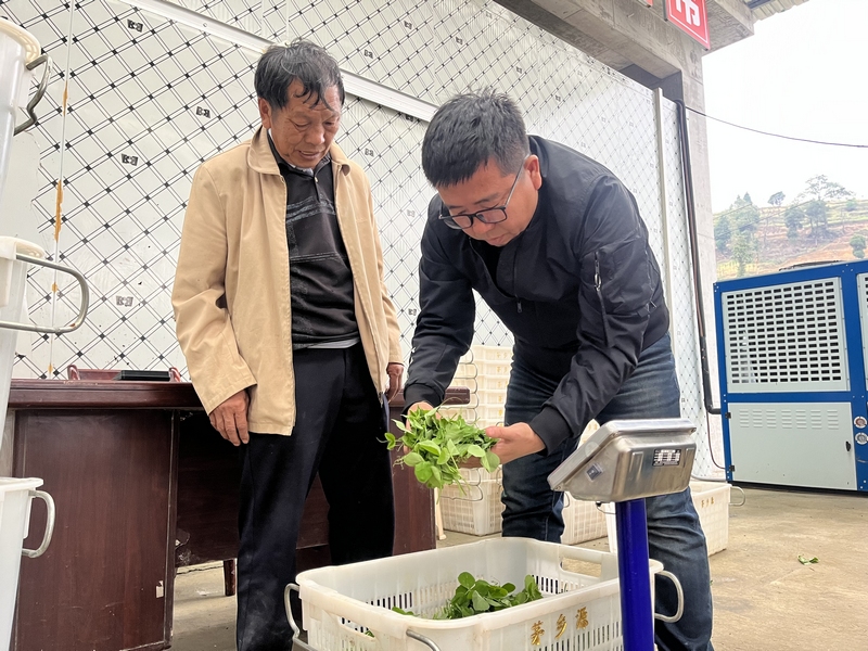 蔬菜集團工作人員正在查看採摘豌豆尖的質量