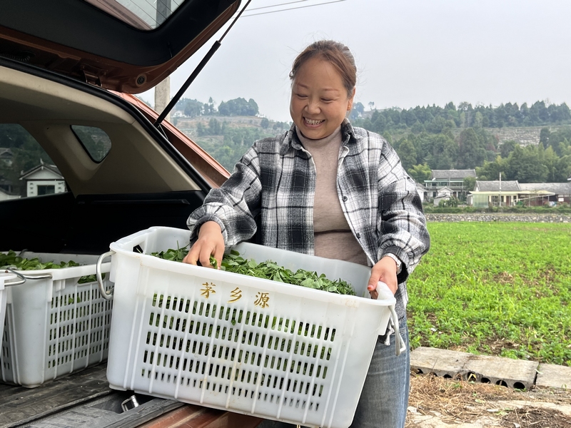 李小偉把採摘好的豌豆尖搬運上車