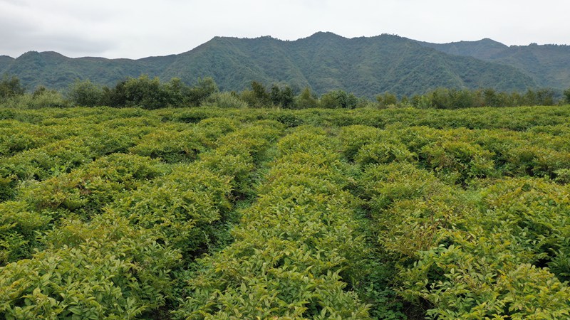 赫章縣平頂村魔芋連片種植。謝永奇 攝