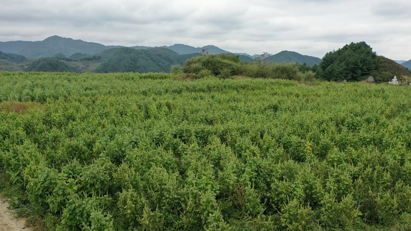 赫章縣平頂村蘇麻連片種植。謝永奇 攝