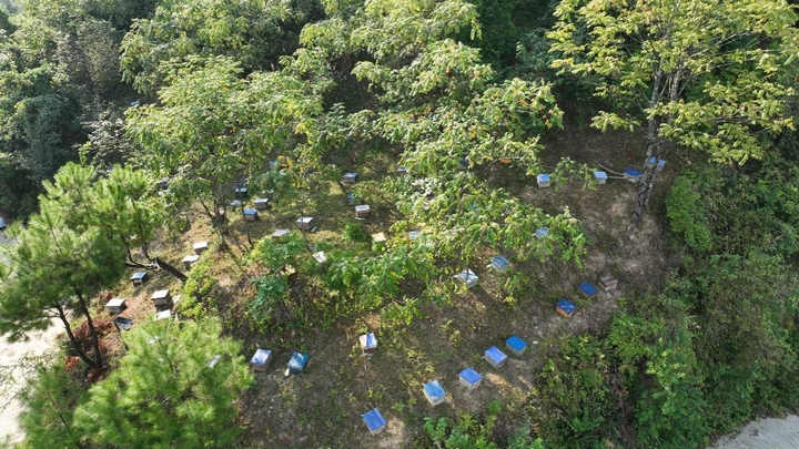 好生態釀好蜂蜜 甜蜜產業助增收。