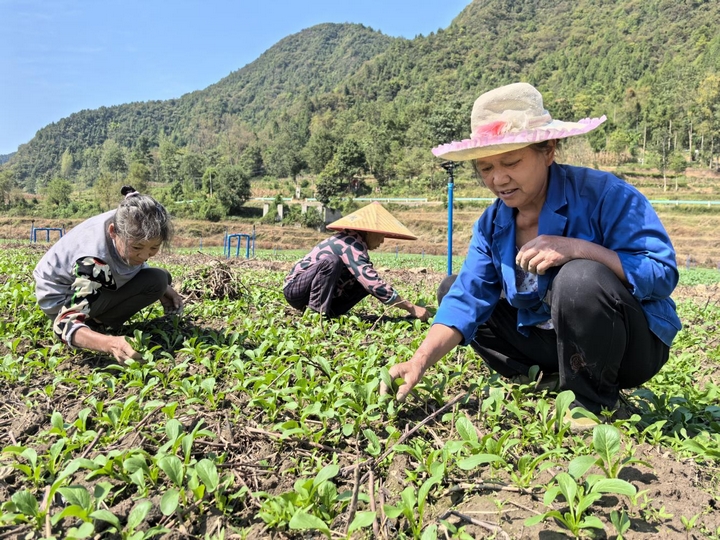 金秋迎豐收 產業興旺百姓富。