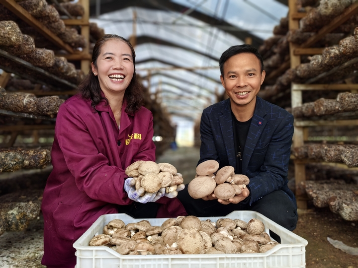 平壩天馬食用菌基地60萬棒香菇迎豐收。