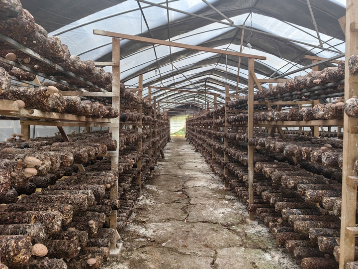 平壩天馬食用菌基地60萬棒香菇迎豐收。