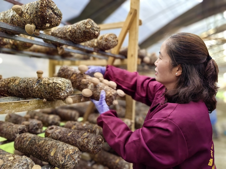 平壩天馬食用菌基地60萬棒香菇迎豐收。