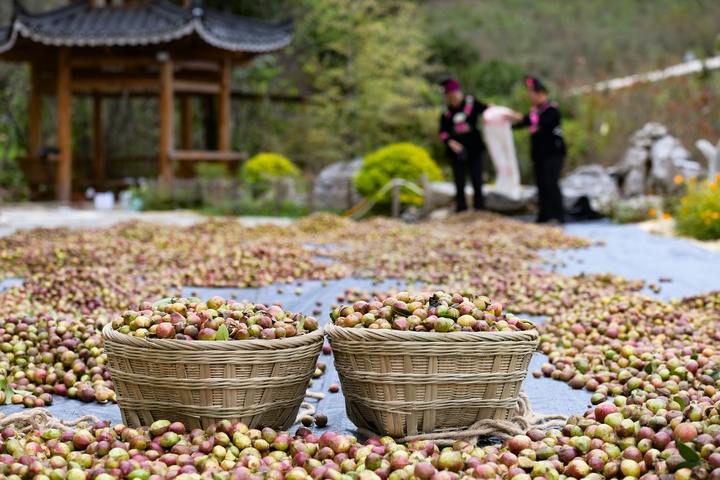 村民在颐光山林油茶生态园晾晒油茶果。