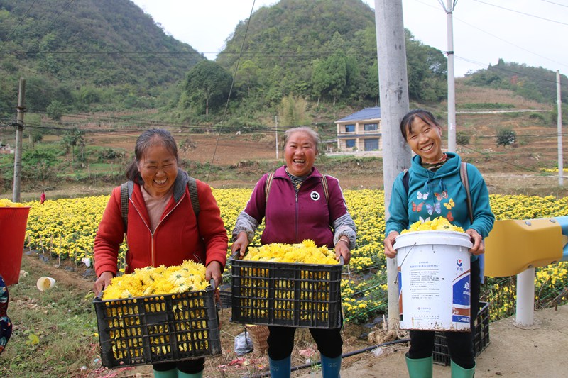 圖為：看著豐收的菊花，村民們個個喜笑顏開