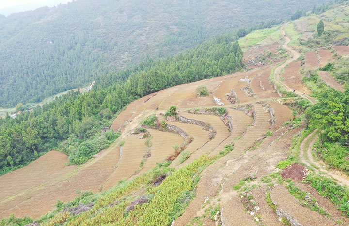 新光村撂荒地圖斑整治項目。