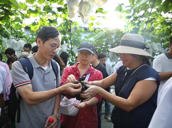 療養團成員們採摘紫王葡萄。