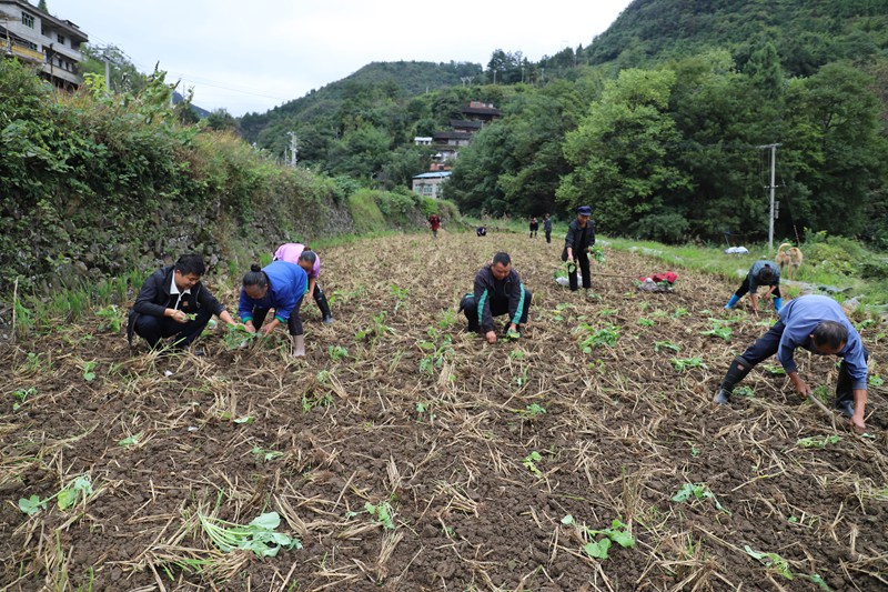 新华村油菜示范种植基地。