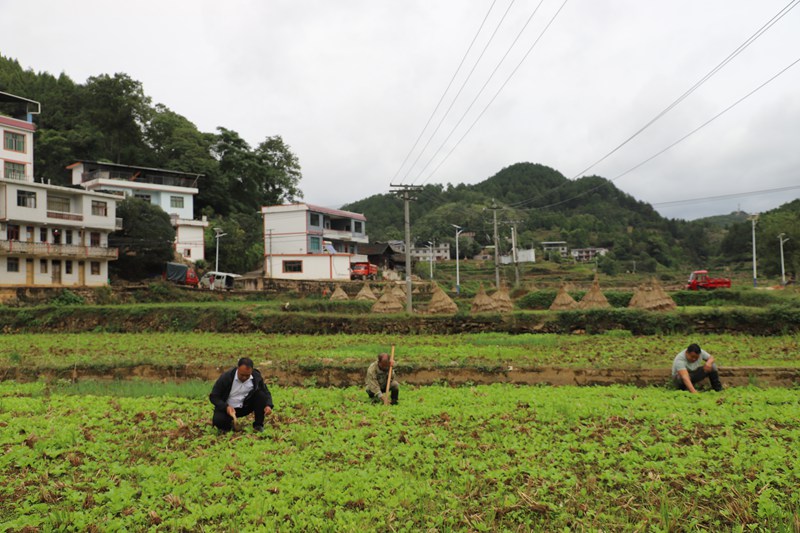 新民村白菜种植场景。